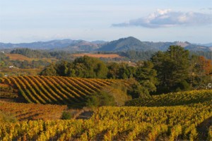 sustainable vineyard