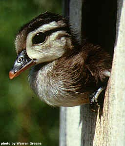 cavidty nesting bird Sonoma County