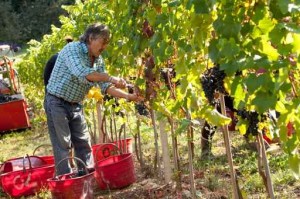 Sonoma Wine Harvest 2014