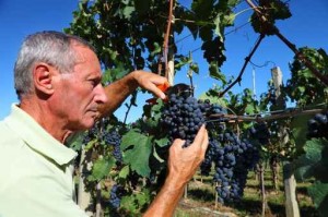 Harvest 2014 Cutting Grapes