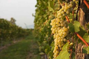 Sonoma County Harvest 2014