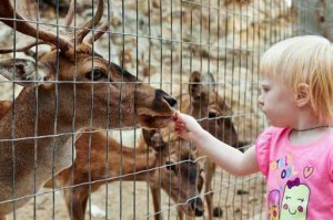 deer fence sonoma county